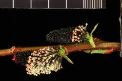 Salix gracilistyla. Male catkins.
 Image: D. Glenny © Landcare Research 2020 CC BY 4.0